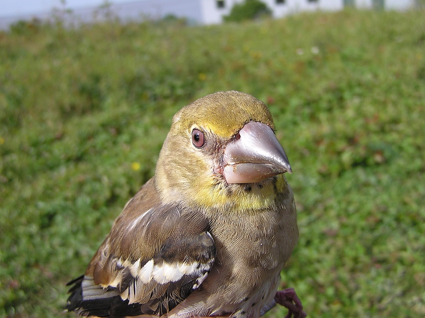 Hawfinch, Sundre 20120828