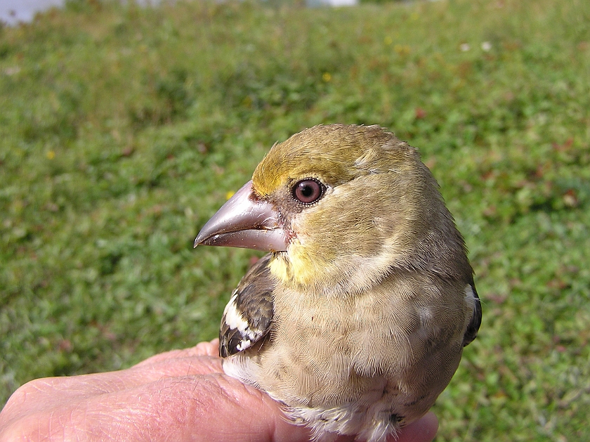 Hawfinch, Sundre 20120828