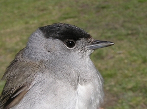 Blackcap