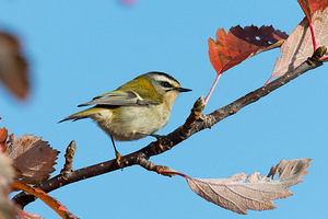 icterine warbler