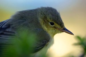 icterine warbler