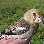 Stenknäck, Sundre 20120828