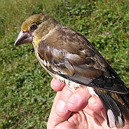 Stenknäck, Sundre 20120828