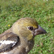 Stenknäck, Sundre 20120828