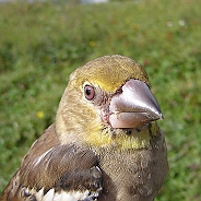 Stenknäck, Sundre 20120828