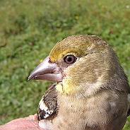 Stenknäck, Sundre 20120828