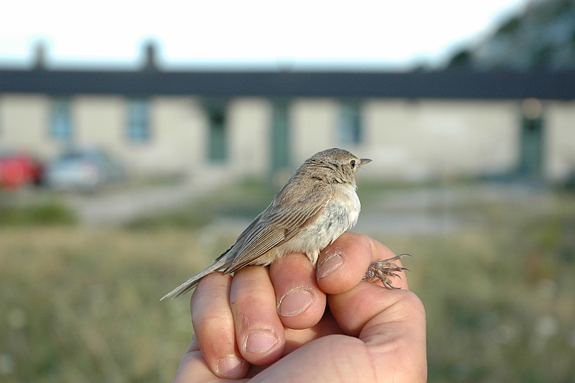 Booted Warbler 