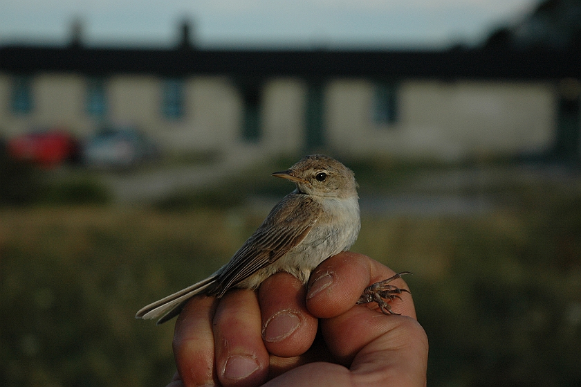 Booted Warbler 