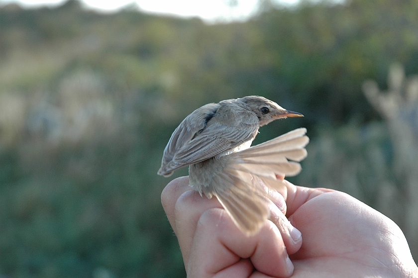 Booted Warbler 