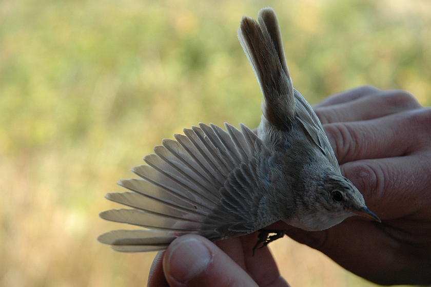 Booted Warbler 