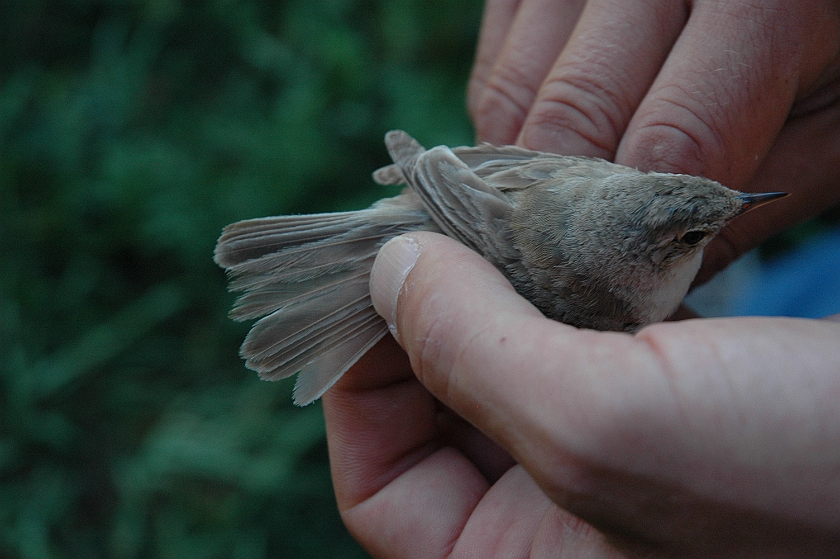 Booted Warbler 