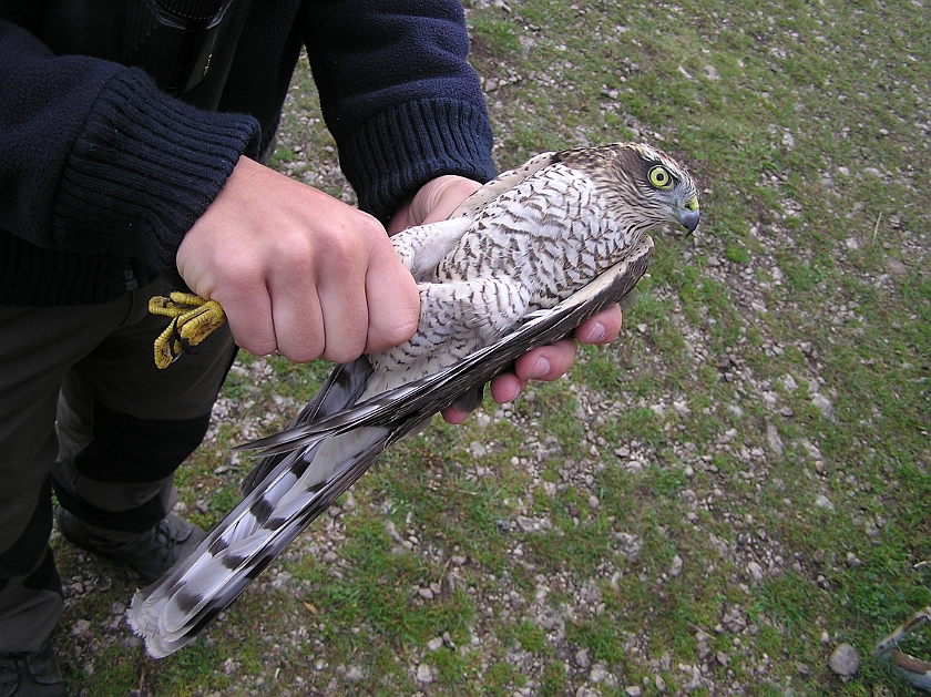 Eurasian Sparrowhawk, Sundre 20120826