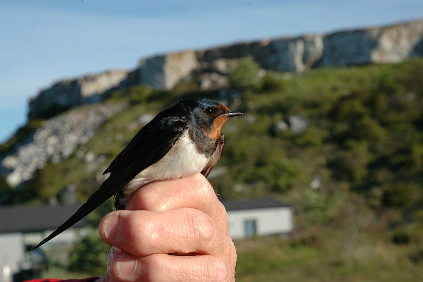 Barn Swallow, Sundre 20100603