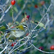 Firecrest  "Regulus ignicapillus"